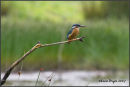  	Kingfisher
